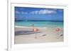 Flamingos on Flamingo Beach, Renaissance Island, Oranjestad, Aruba, Lesser Antilles-Jane Sweeney-Framed Photographic Print