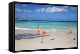 Flamingos on Flamingo Beach, Renaissance Island, Oranjestad, Aruba, Lesser Antilles-Jane Sweeney-Framed Stretched Canvas