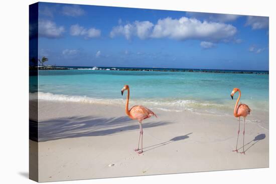 Flamingos on Flamingo Beach, Renaissance Island, Oranjestad, Aruba, Lesser Antilles-Jane Sweeney-Stretched Canvas