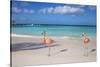 Flamingos on Flamingo Beach, Renaissance Island, Oranjestad, Aruba, Lesser Antilles-Jane Sweeney-Stretched Canvas