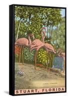 Flamingos, Stuart, Florida-null-Framed Stretched Canvas