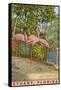 Flamingos, Stuart, Florida-null-Framed Stretched Canvas