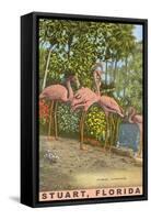 Flamingos, Stuart, Florida-null-Framed Stretched Canvas