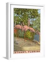 Flamingos, Stuart, Florida-null-Framed Art Print