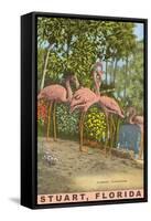 Flamingos, Stuart, Florida-null-Framed Stretched Canvas