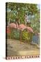 Flamingos, Stuart, Florida-null-Stretched Canvas