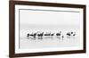 Flamingos-Joan Gil Raga-Framed Giclee Print