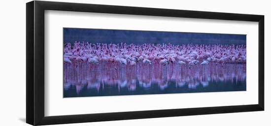 Flamingos-David Hua-Framed Giclee Print