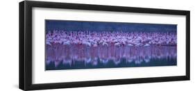 Flamingos-David Hua-Framed Giclee Print
