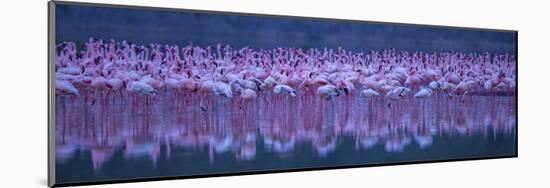 Flamingos-David Hua-Mounted Giclee Print