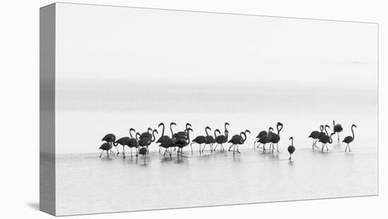 Flamingos-Joan Gil Raga-Stretched Canvas