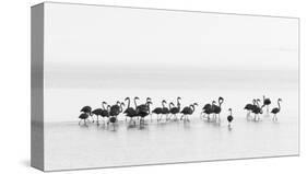 Flamingos-Joan Gil Raga-Stretched Canvas