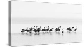 Flamingos-Joan Gil Raga-Stretched Canvas