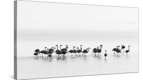 Flamingos-Joan Gil Raga-Stretched Canvas