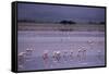 Flamingos-null-Framed Stretched Canvas