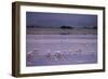 Flamingos-null-Framed Photographic Print