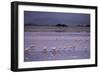 Flamingos-null-Framed Photographic Print