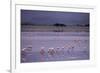 Flamingos-null-Framed Photographic Print