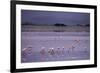 Flamingos-null-Framed Photographic Print