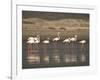 Flamingos-Frances Gallogly-Framed Photographic Print