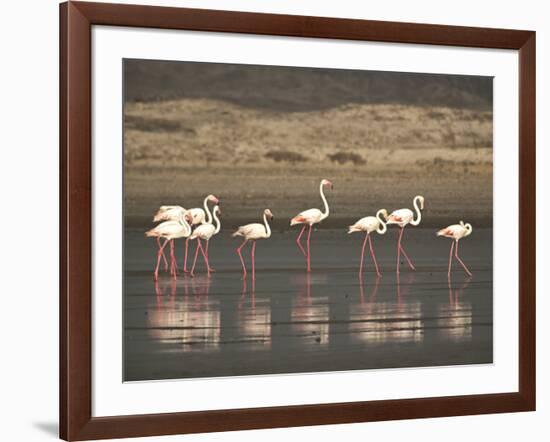 Flamingos-Frances Gallogly-Framed Photographic Print