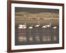 Flamingos-Frances Gallogly-Framed Photographic Print