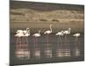 Flamingos-Frances Gallogly-Mounted Photographic Print