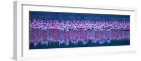 Flamingos-David Hua-Framed Photographic Print