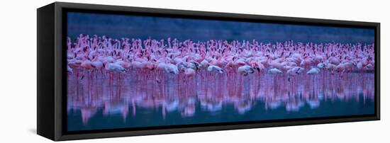 Flamingos-David Hua-Framed Stretched Canvas