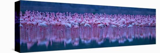 Flamingos-David Hua-Stretched Canvas