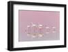 Flamingos-Eiji Itoyama-Framed Photographic Print