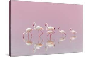 Flamingos-Eiji Itoyama-Stretched Canvas