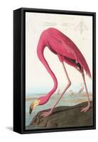 Flamingos-null-Framed Stretched Canvas