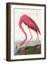 Flamingos-null-Framed Art Print