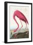 Flamingos-null-Framed Art Print