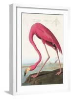 Flamingos-null-Framed Art Print