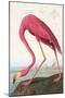 Flamingos-null-Mounted Art Print