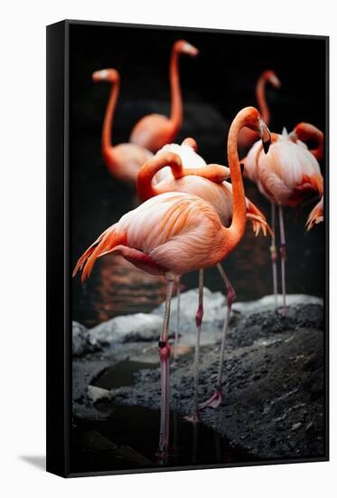 Flamingos-Lantern Press-Framed Stretched Canvas