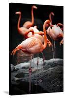 Flamingos-Lantern Press-Stretched Canvas