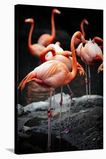 Flamingos-Lantern Press-Stretched Canvas