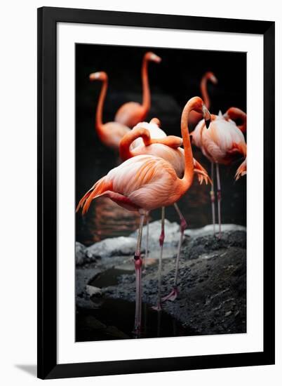 Flamingos-Lantern Press-Framed Art Print