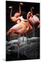 Flamingos-Lantern Press-Mounted Art Print