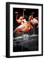 Flamingos-Lantern Press-Framed Art Print