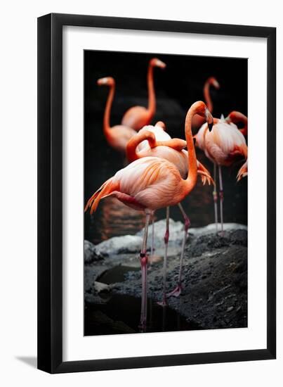 Flamingos-Lantern Press-Framed Art Print