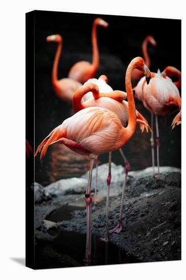 Flamingos-Lantern Press-Stretched Canvas