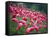 Flamingos-John Gusky-Framed Stretched Canvas