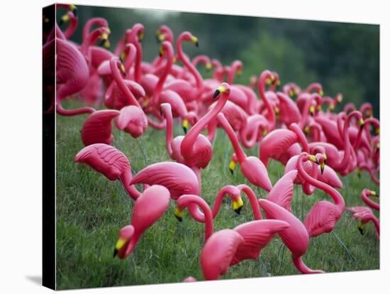 Flamingos-John Gusky-Stretched Canvas