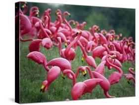 Flamingos-John Gusky-Stretched Canvas