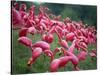 Flamingos-John Gusky-Stretched Canvas