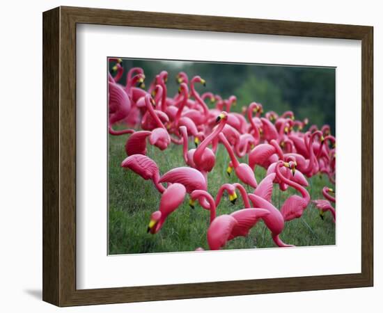 Flamingos-John Gusky-Framed Photographic Print